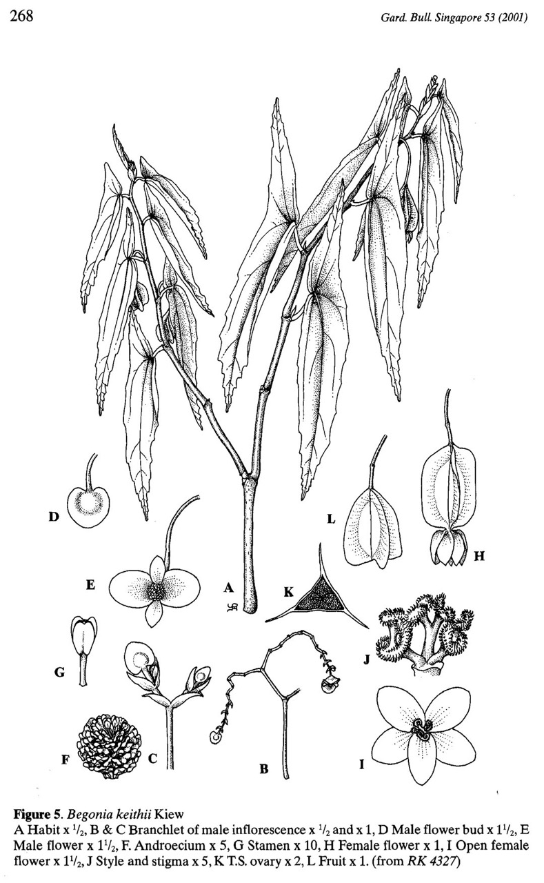 B. keithii